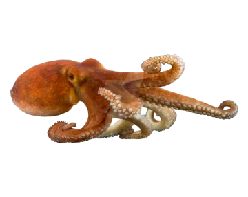 an octopus is laying down on the ground