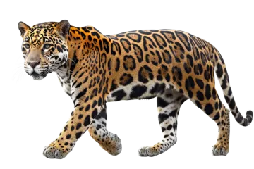 a jaguar walking on a white background