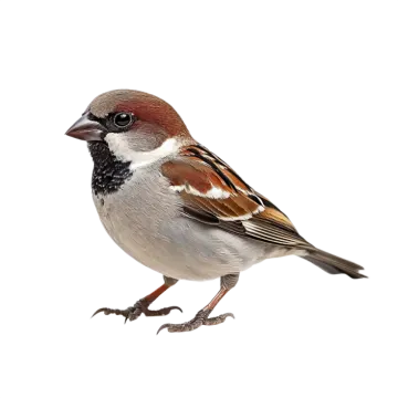 a bird standing on top of a white surface