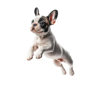 a small dog is jumping in the air