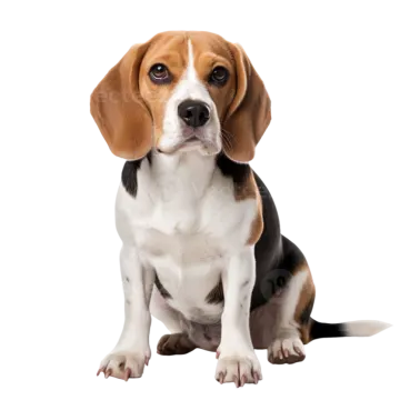 a beagle puppy sitting in front of a white background