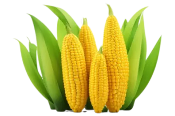 three ears of corn on white background