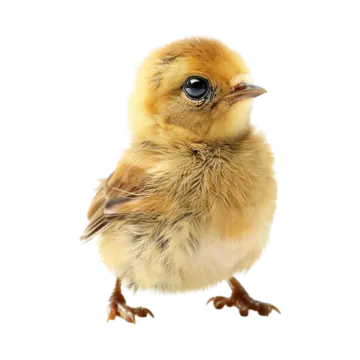 a small yellow bird