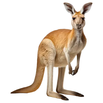 a kangaroo standing up against a white background