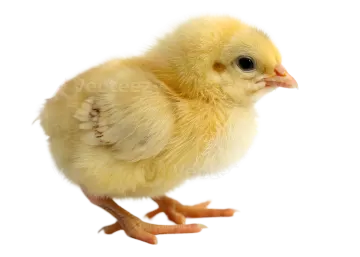 a small yellow chicken on a white background