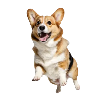 a brown and white dog with its mouth open
