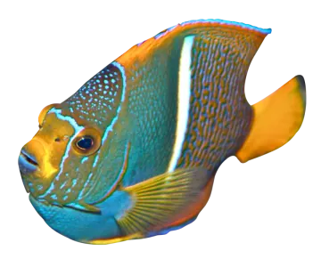 a close up of a fish on a white background