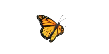 a monarch butterfly on a white background