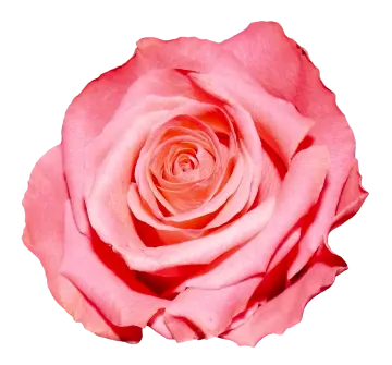 a pink rose on a white background