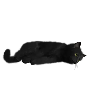 a black cat laying down on the ground