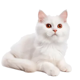 a white cat with orange eyes laying down