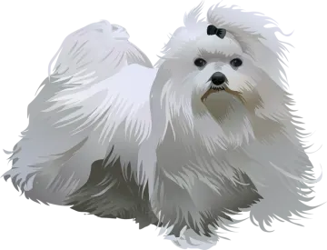 a white dog with long hair and black eyes