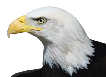 the head of a bald eagle