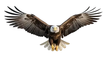 a bald eagle flying in the air