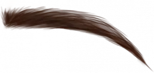 a close up view of a brown feather