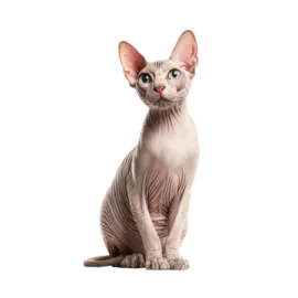 a cat with blue eyes sitting on a white background