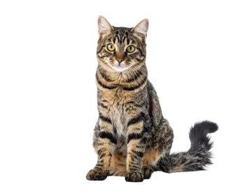 a cat sitting down and looking at the camera