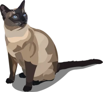 a cat with blue eyes sitting on the ground