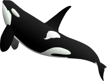 a black and white orca whale