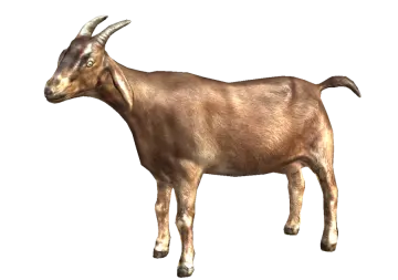 a goat standing in front of a white background