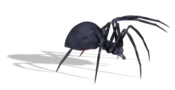 a black spider on a white background