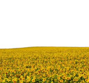 a field of sunflowers