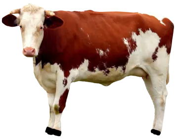 a brown and white cow standing in front of a white background