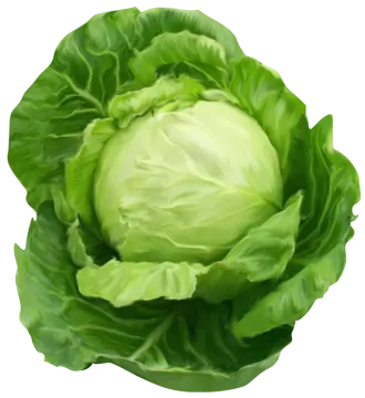 a head of cabbage