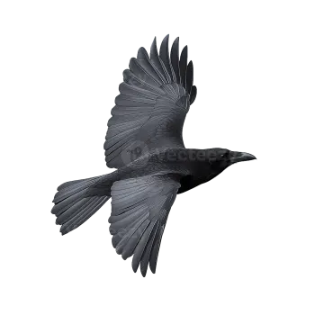 a bird flying in the air with its wings spread