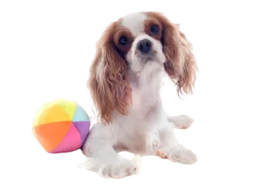 a small dog with a ball in its mouth