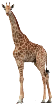 the gi is brown