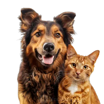 a dog and a cat are looking at the camera
