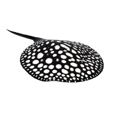 a black and white spotted sting fish