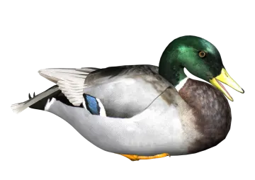 a duck is standing on a white surface