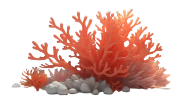 a bunch of corals on a white background