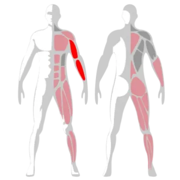 a diagram of the muscles and their functions