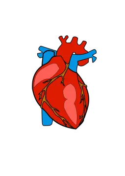 a drawing of a human heart