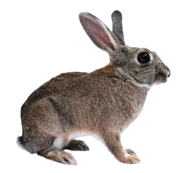 rabbit isolated on a white background