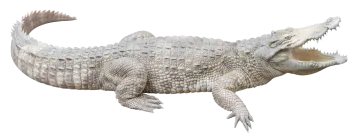 an alligator with its mouth open