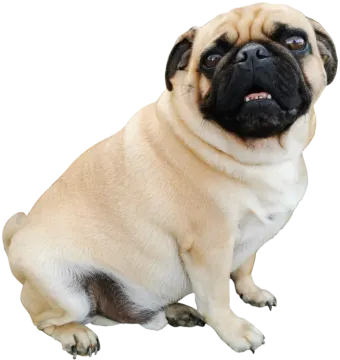 a small pug sitting on the ground