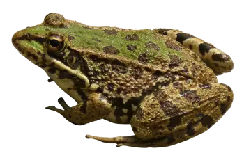a green frog sitting on top of a white surface