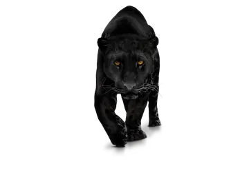 a black panther walking towards the camera