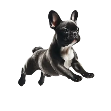 a black and white french bulldog puppy jumping