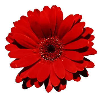 a red flower on a white background