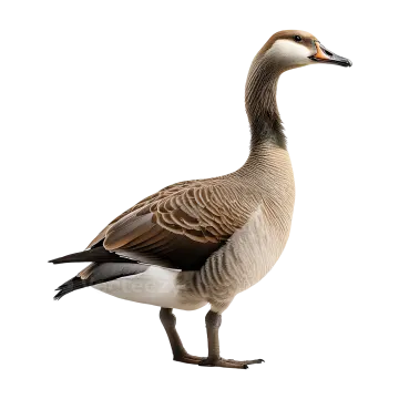 a goose standing on a white background