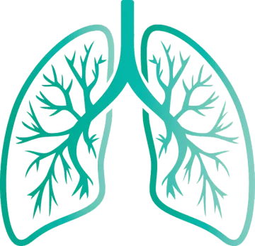 a diagram of the lungs
