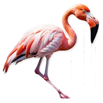 a pink flaming standing on its hinds