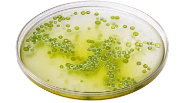 a glass filled with green peas