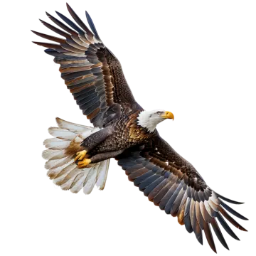 a bald eagle flying in the sky