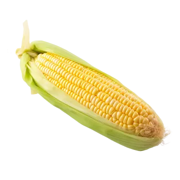 a corn on a white background